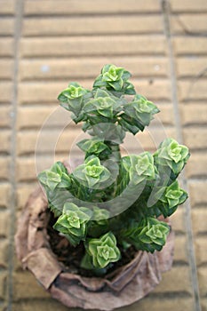 Succulent crÃÂ sula perforata in the shape of stars with green rosettes in its pot photo